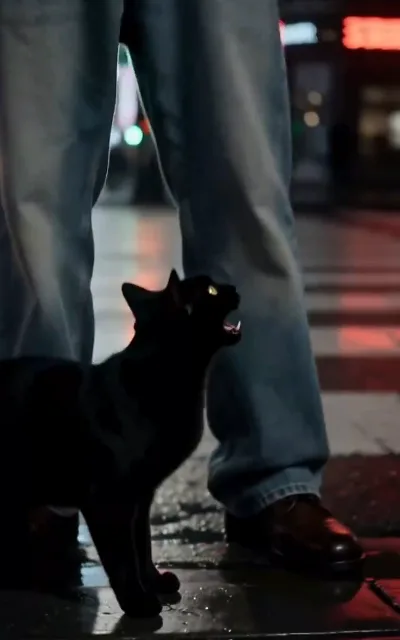 The black cat calls out to her on the rain-wet street — guide, guardian and back-talking butler in one
